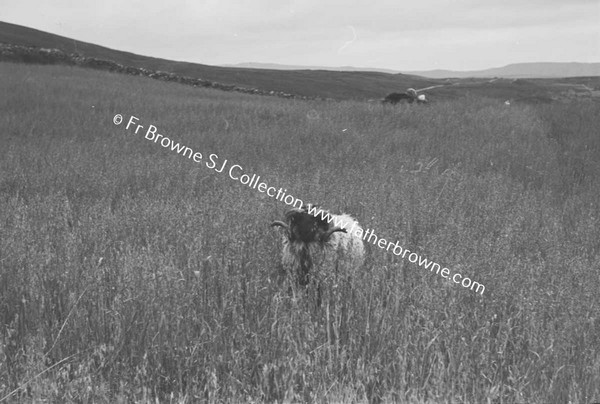 LOUGH TALT  RAM IN FIELD